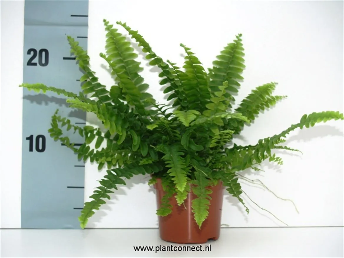Nephrolepis Green Lady • črepník 9 cm