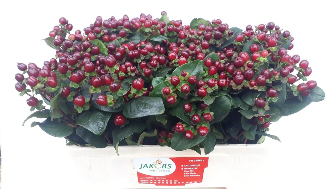 Hyperikum Spray Coco Montana • 50 cm