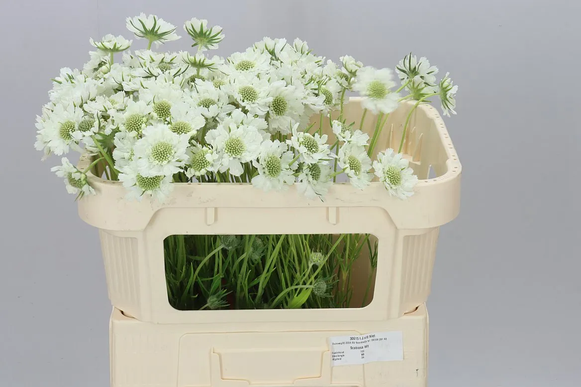 Scabiosa C White • 60 cm