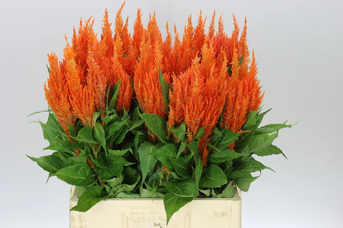 Celosia Pl Orange • 60 cm