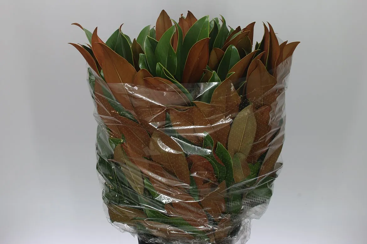 Magnolia Leaf • 65 cm