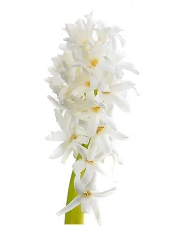 Hyacinthus Polar Giant • 30 cm
