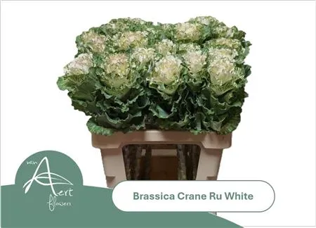 Brassica First White • 60 cm