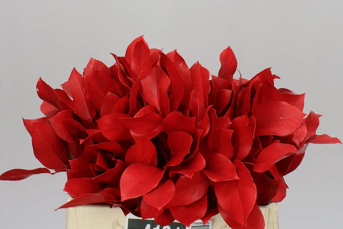 Salal Tips Red • 45 cm