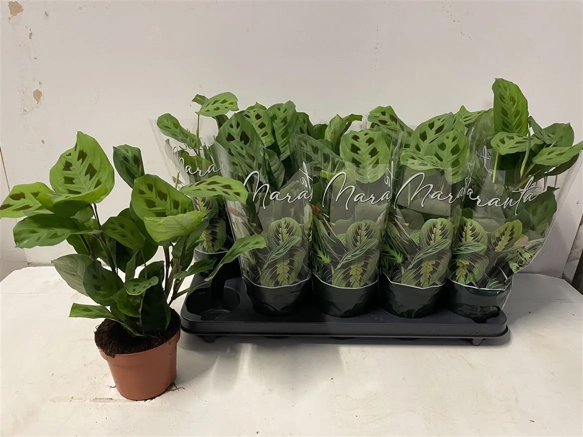 Maranta Kerchoveana • črepník 12 cm