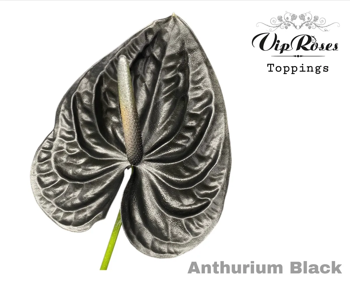 Antúrium A Black • 50 cm