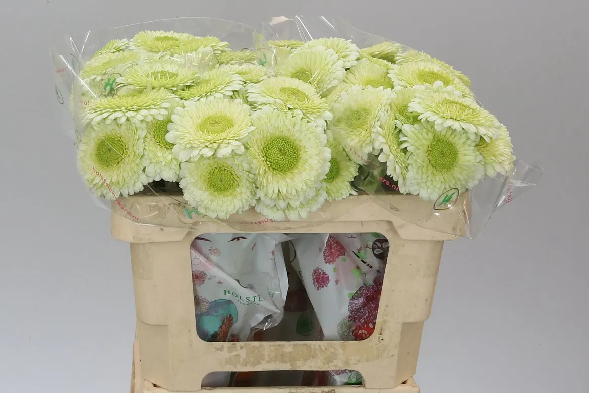 Germ: Aqua P Kermit • 50 cm