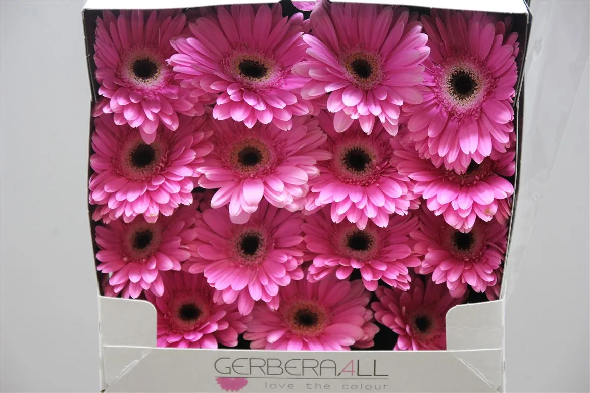 Gerbera Diamond Dreamer • 55 cm