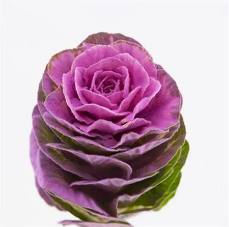 Brassica Powdered Cerise • 60 cm