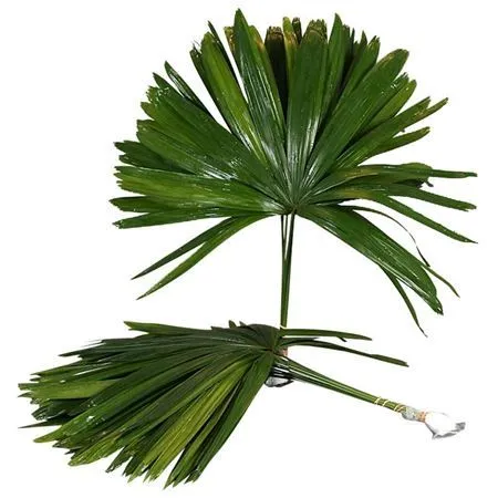 Palmblad Raphis • 60 cm