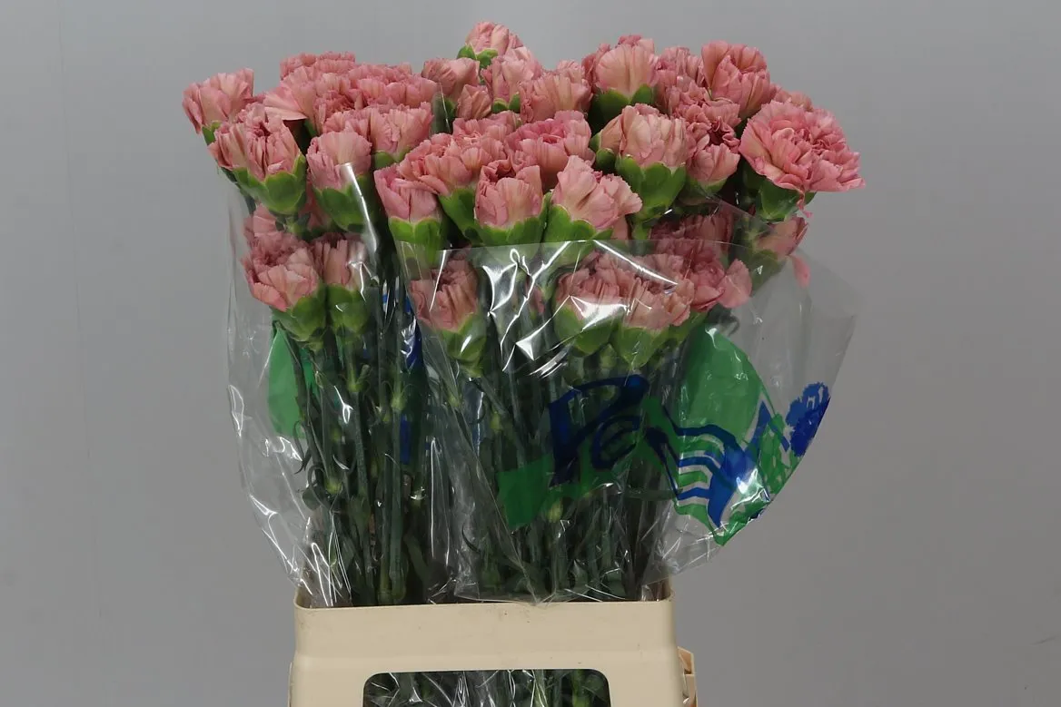 Karafiát Lege Pink • 70 cm