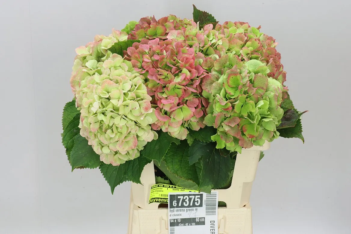Hortenzia Verena Green Red Classic • 60 cm
