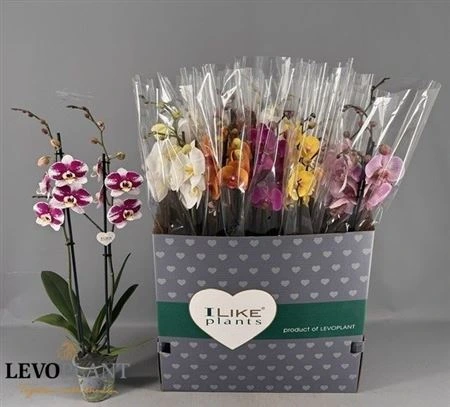 Orchidea Phalaenopsis mix 18+, 2 výhony • črepník 12 cm