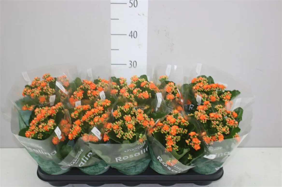 Kalanchoe Rosalina Oranje • črepník 12 cm