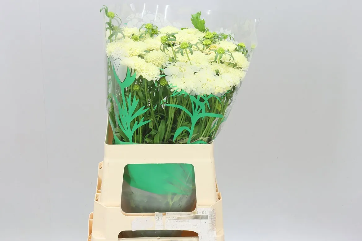 Scabiosa Atr Banana Scoop • 65 cm