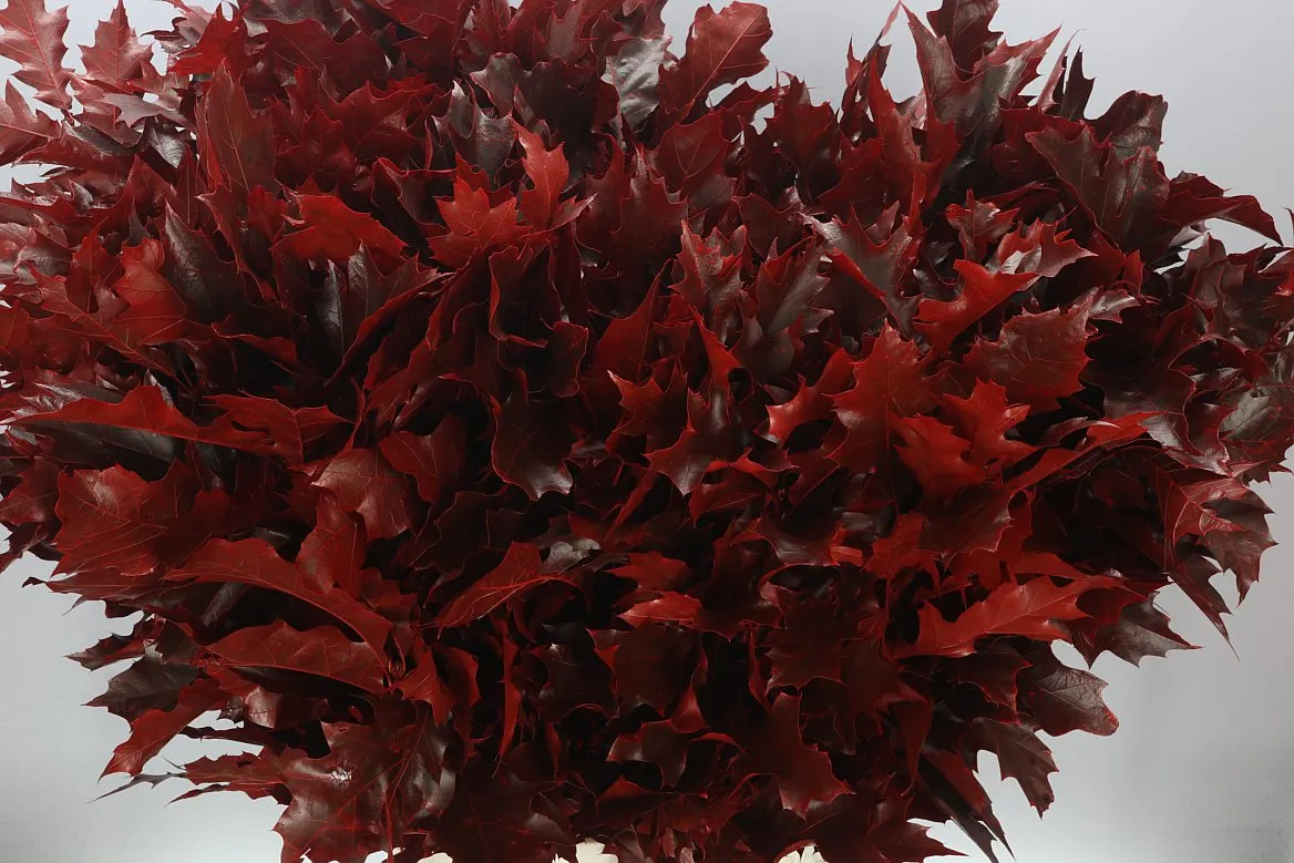 Quercus farbený Red • 80 cm