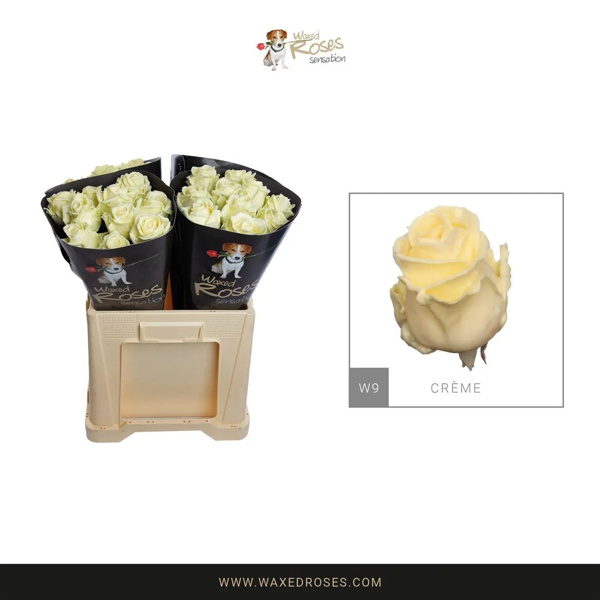 R Wx Creme W9 • 60 cm
