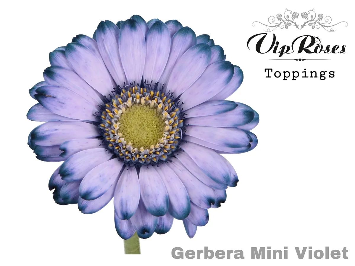 Germini Violet • 50 cm