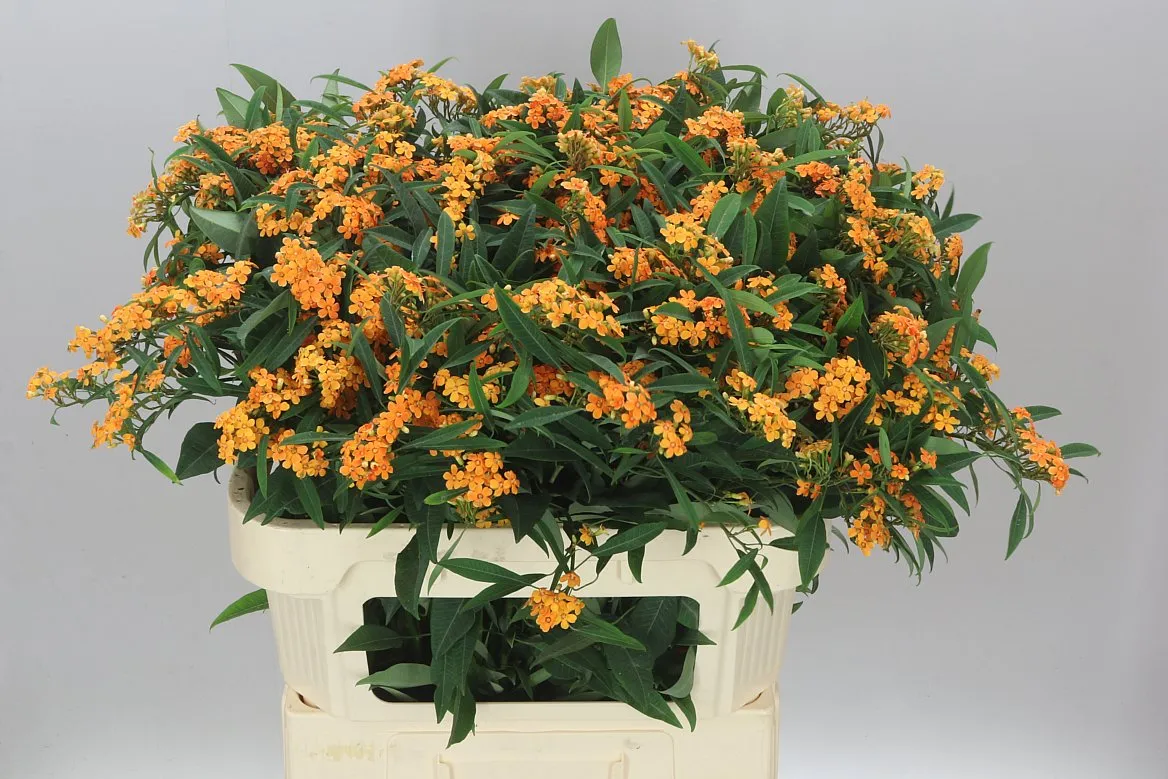 Euphorbia F T Sunstream • 80 cm