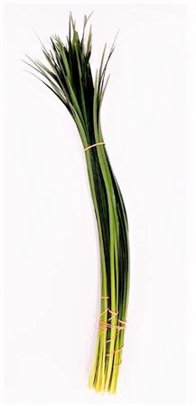 Lilly Grass • 85 cm