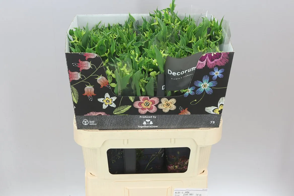 Alstro Charm Jade • 75 cm