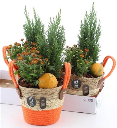Arr Tuinplanten In Zeegrasmand Met Hengsel • črepník 19 cm