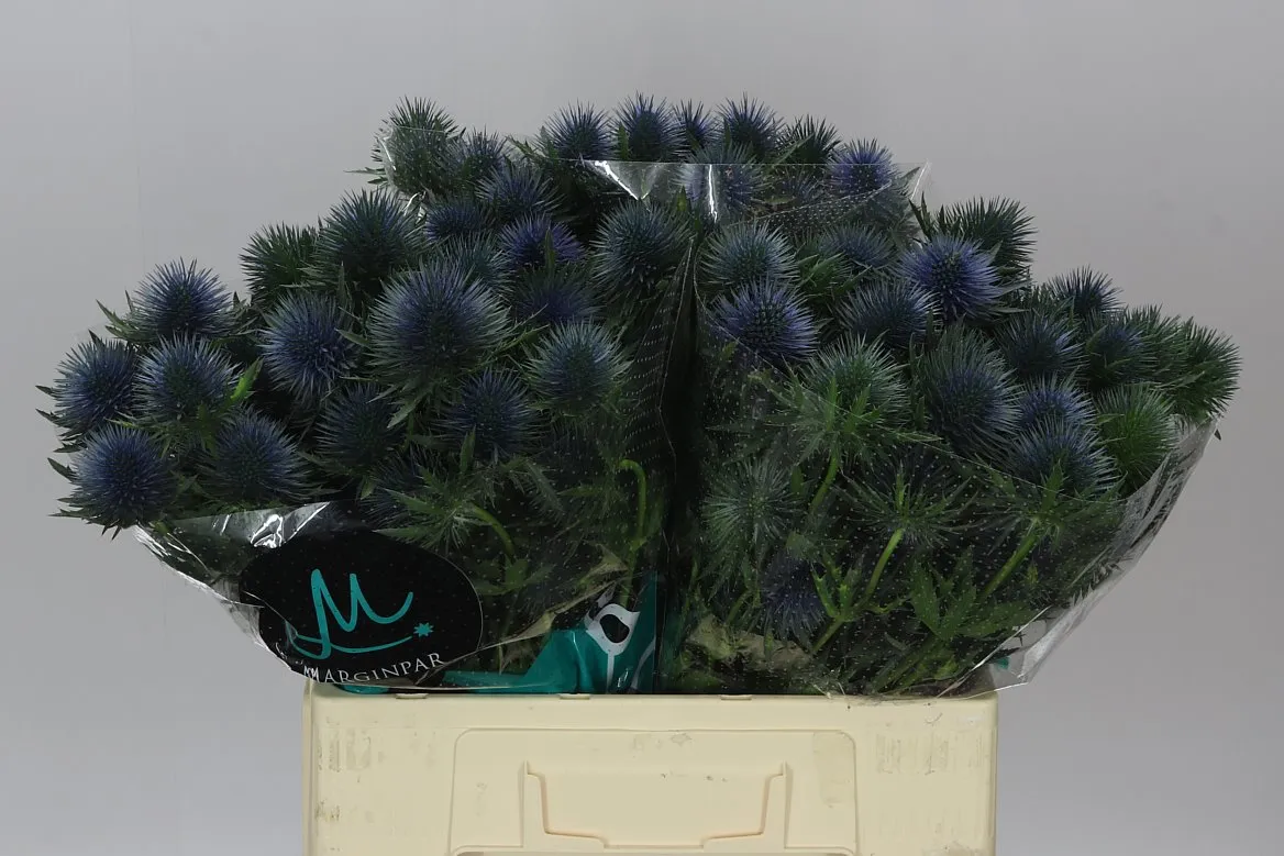 Eryngium Magnet • 60 cm