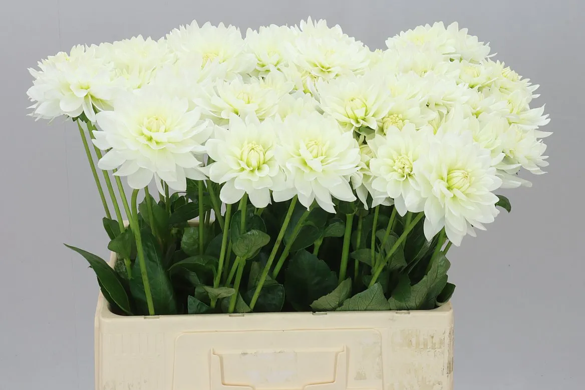 Dahlia Maarten Zwaan • 55 cm