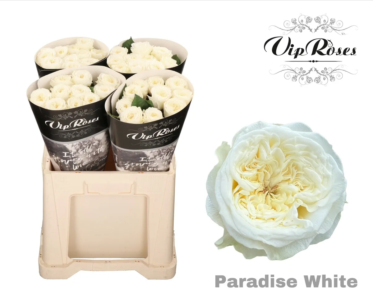 Ruža Paradise White X40 577 • 60 cm