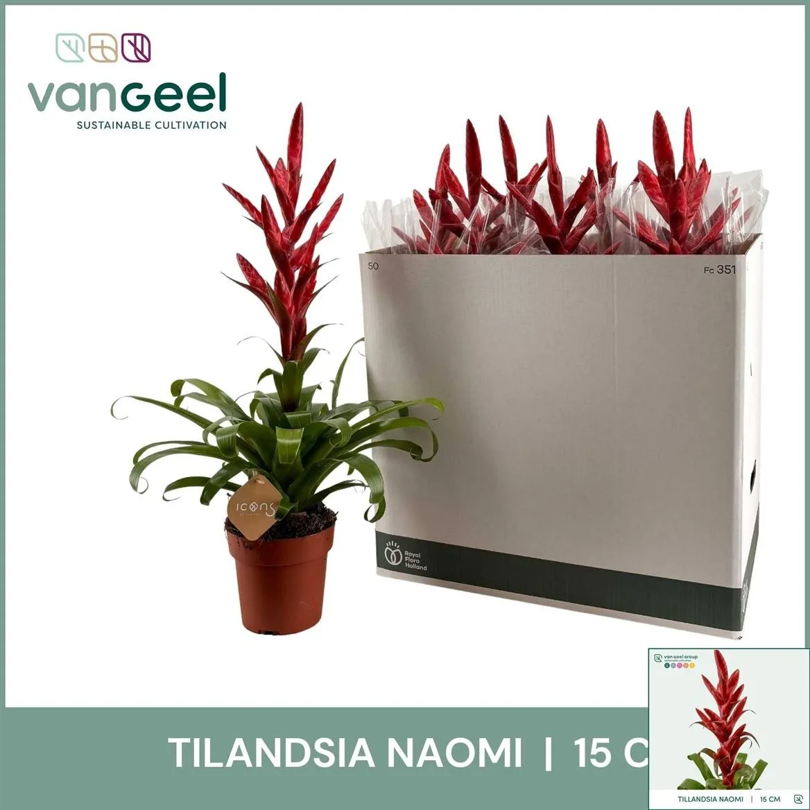 Tillandsia Naomi • črepník 15 cm