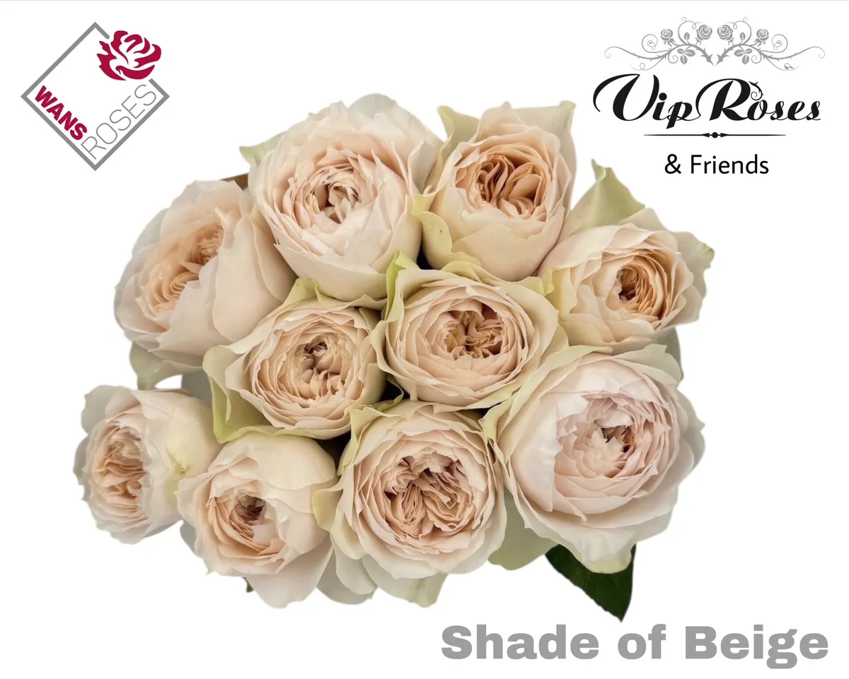 R Gr Shade Of Beige! • 60 cm