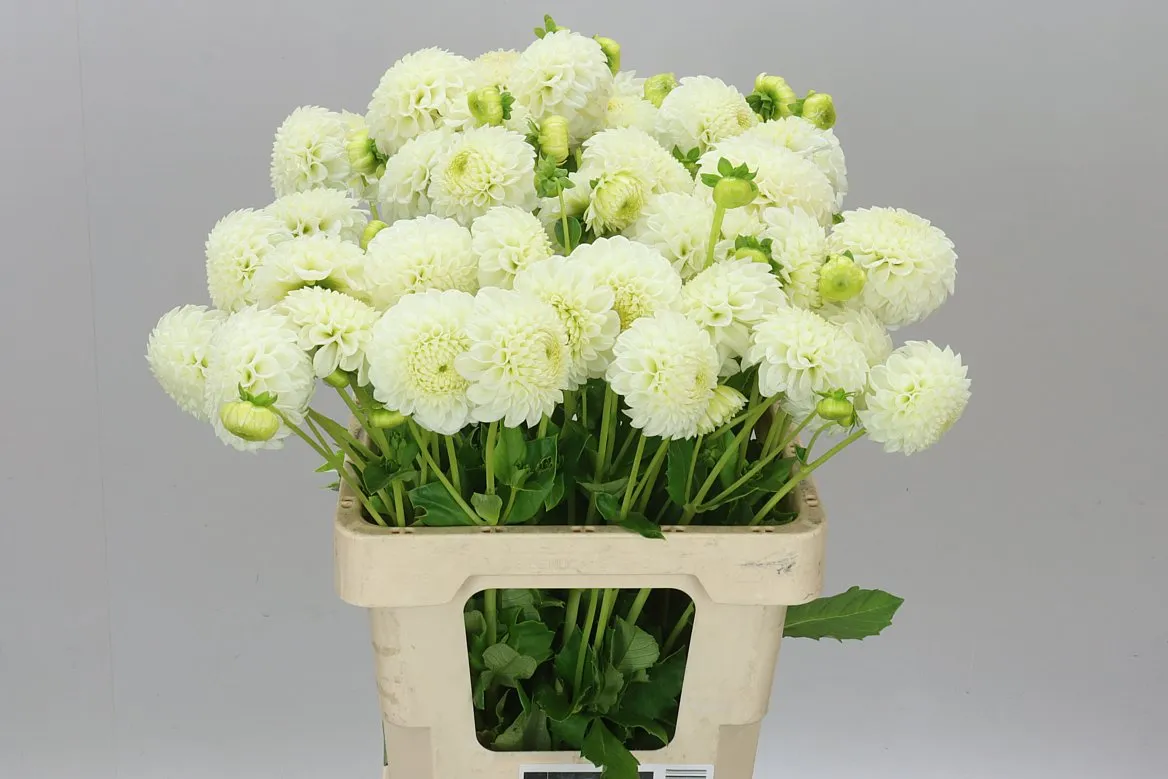 Dahlia Reycroft Jan • 60 cm