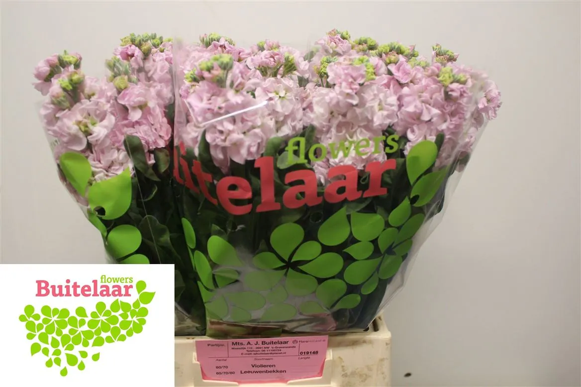 Matthiola Pale Pink • 53 cm