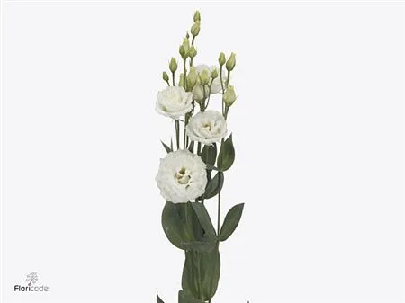 Eus G Prime White (it) • 72 cm