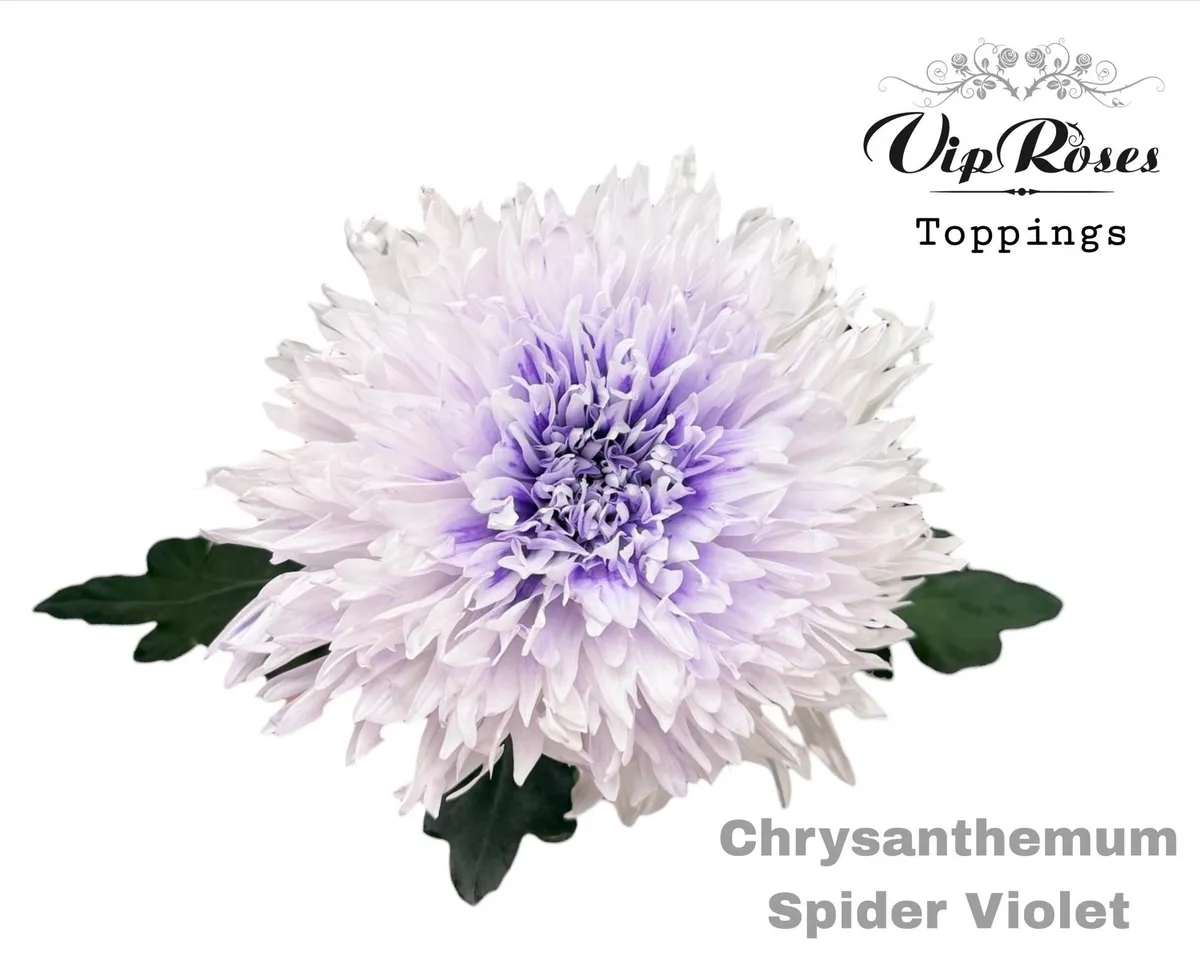Chryzantéma veľkokvetá Spider Violet • 70 cm