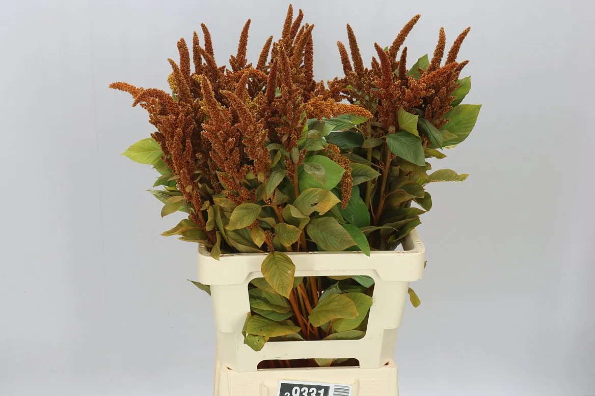 Amarant St Cr Hot Biscuit • 70 cm