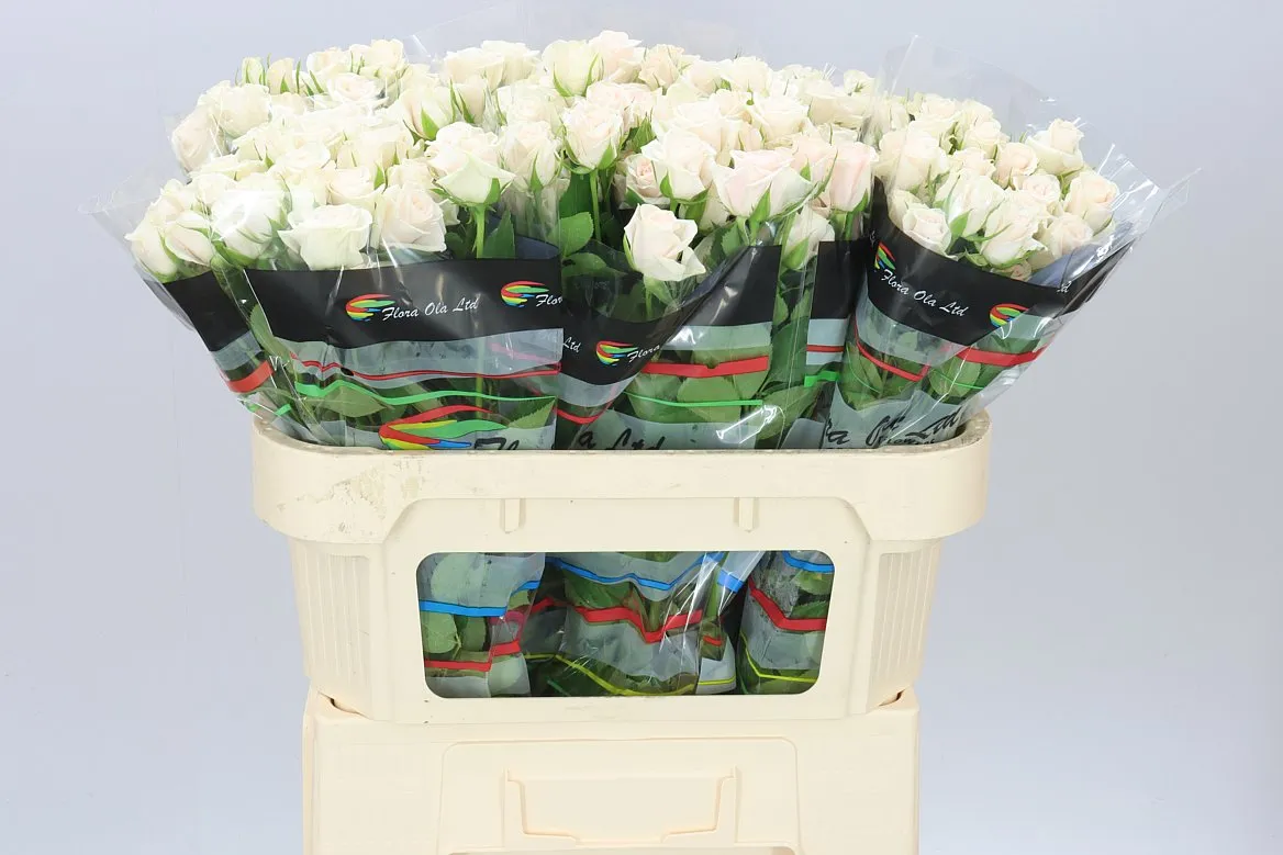 Rosa Tr Royal Porcelina Imp • 70 cm