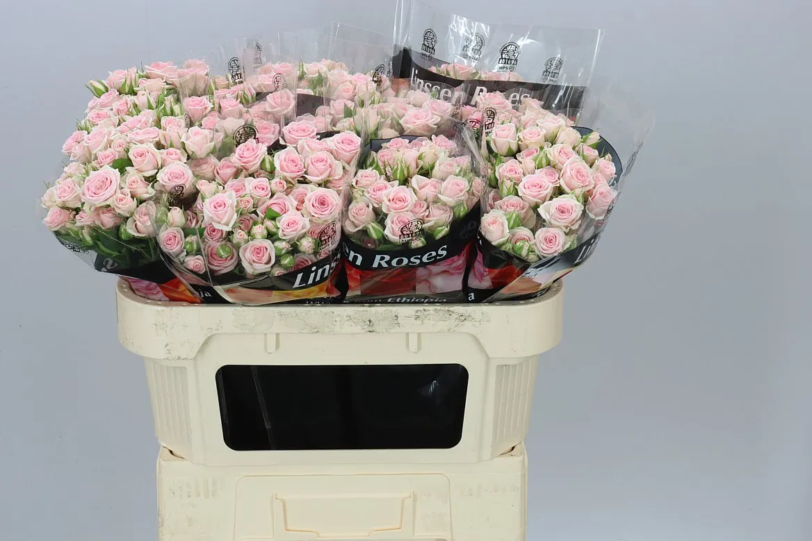 Rosa Tr Severina X5 • 70 cm