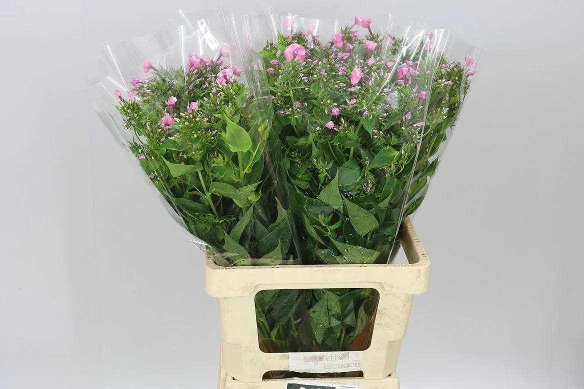Phlox P Kiki Cerise • 70 cm