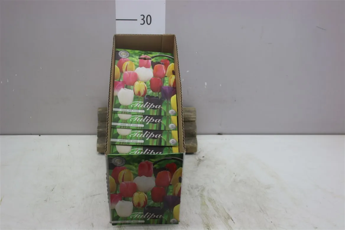 Bol Tulp Single Late mix X10