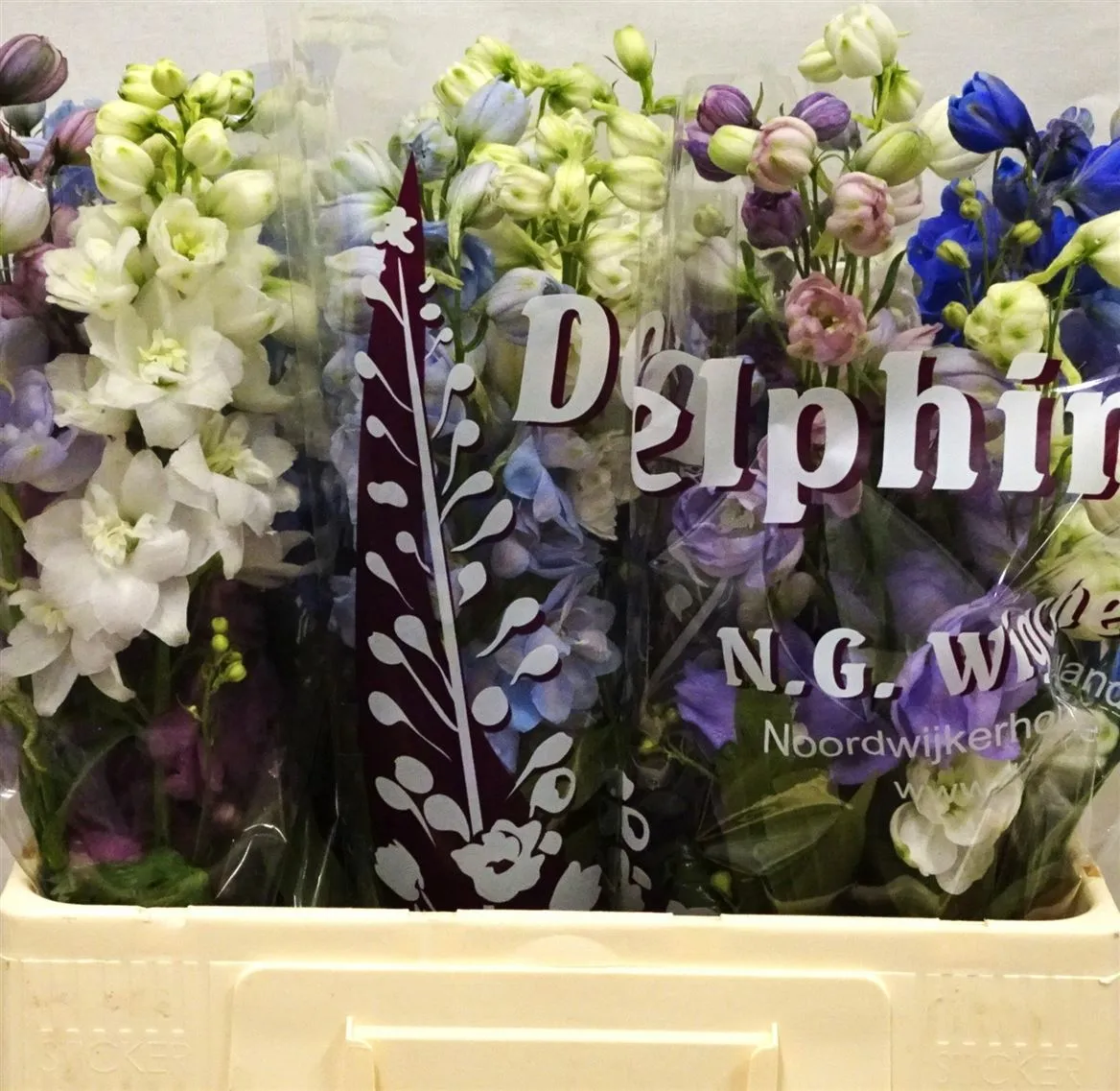 Delph El Mixed • 65 cm