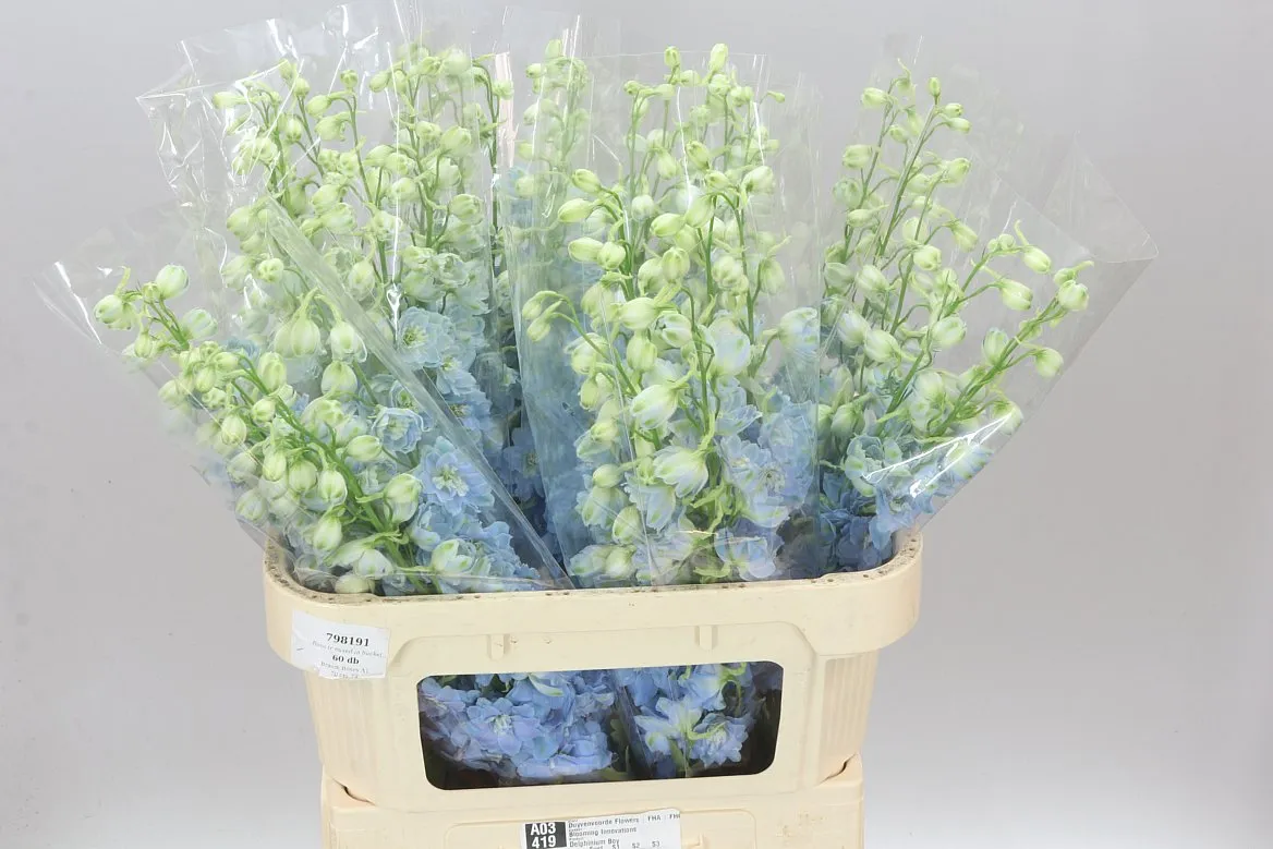 Stračonôžka Elatum Dewi Boy • 80 cm
