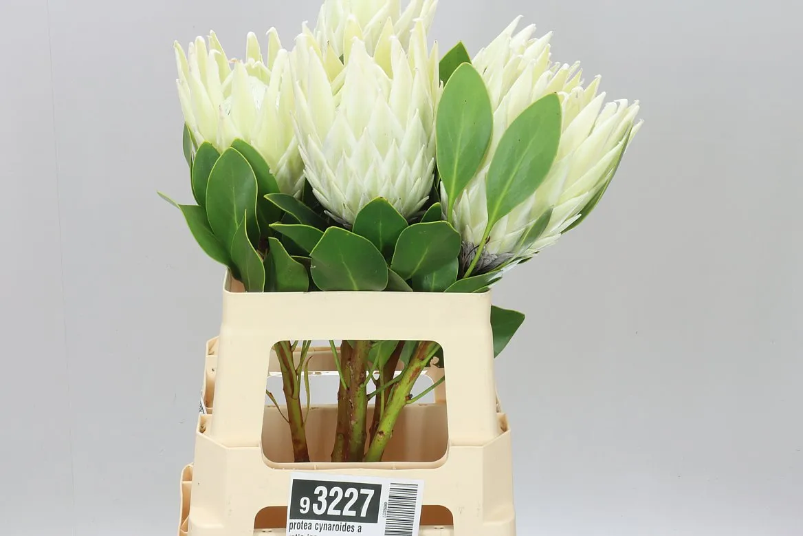 Protea Cynaroides Arctic Ice • 60 cm