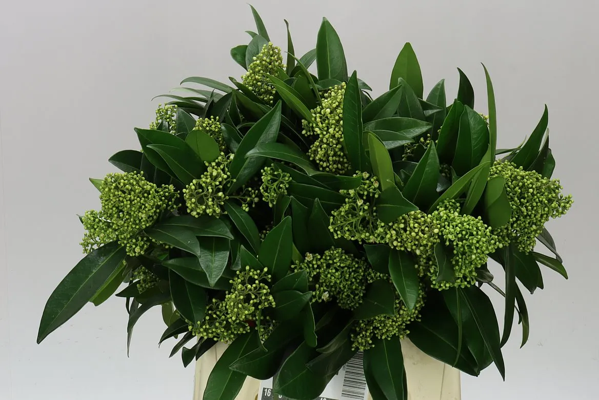 Skimmia C Kew Green • 40 cm