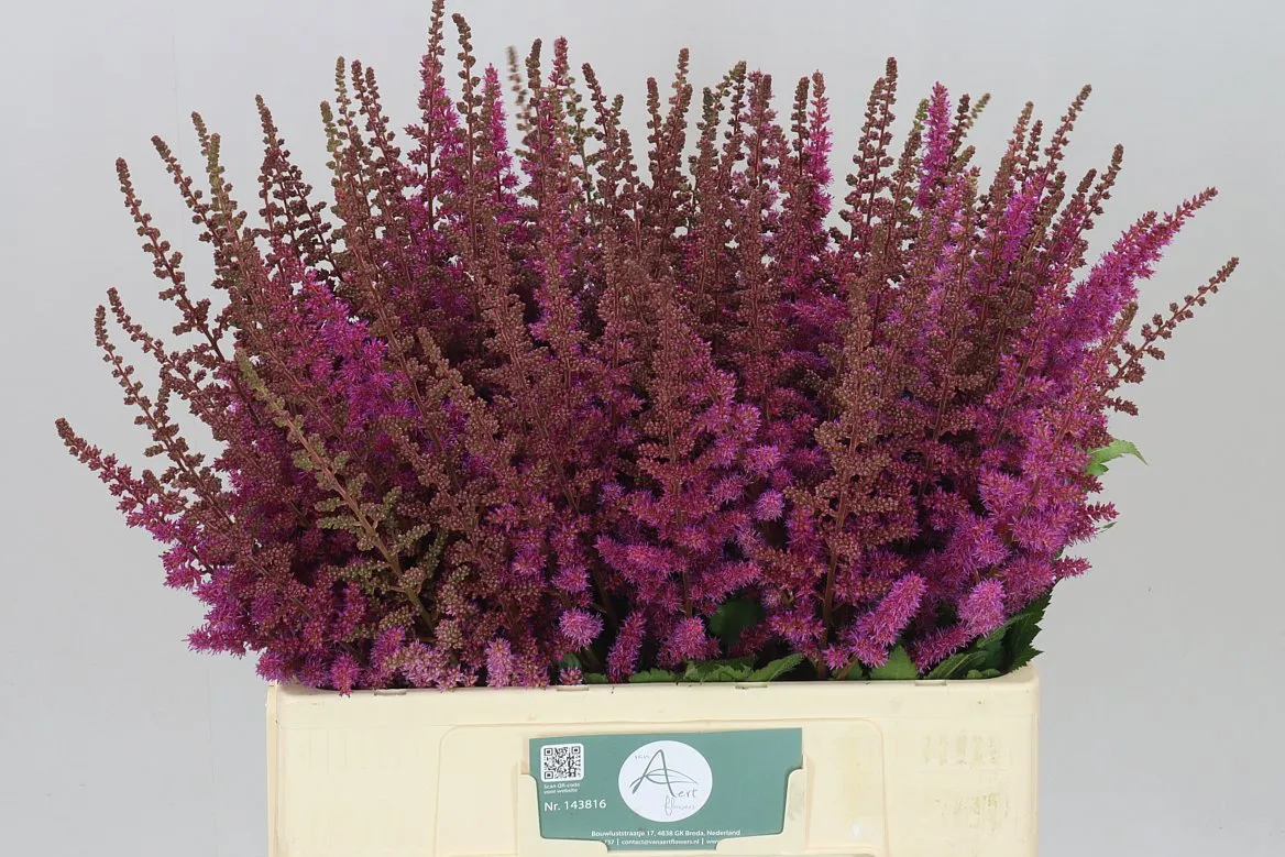 Astilbe Maggie Daley • 60 cm