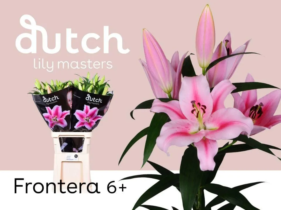 Li Ot Frontera • 105 cm