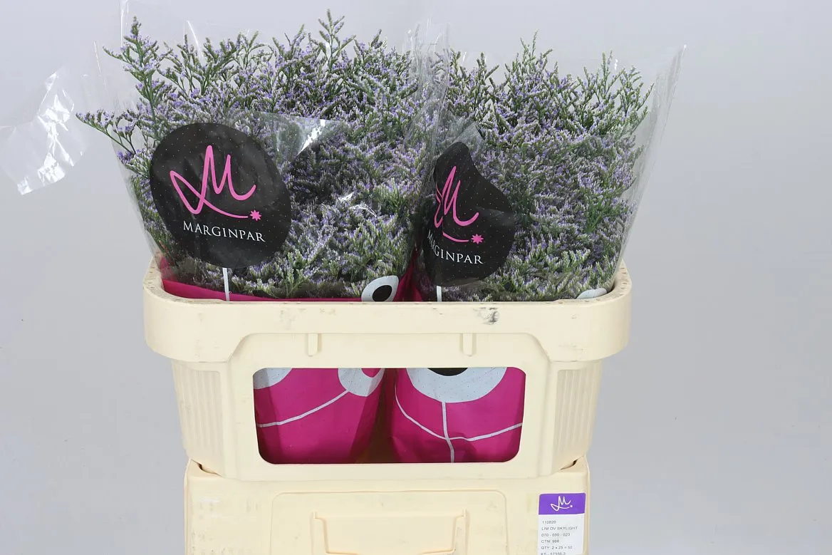 Lim. Saf Lilac • 70 cm