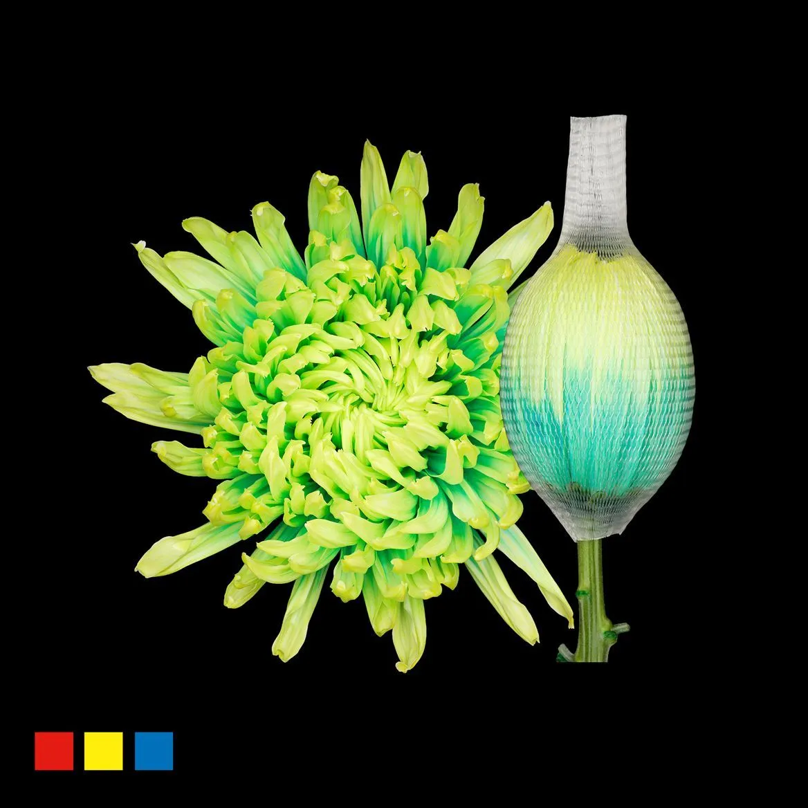 Chryzantéma veľkokvetá Stravina Brazil • 70 cm