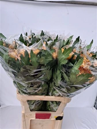 Chryzantéma veľkokvetá Bislet Bronze • 85 cm
