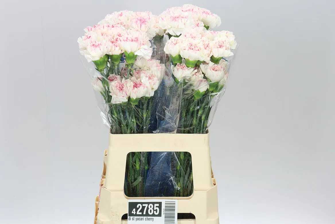 Karafiát Yucari Cherry • 65 cm